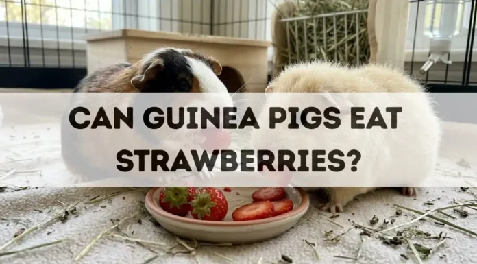 Can Guinea Pigs Eat Strawberries? can guinea pigs eat strawberries