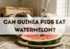 Can Guinea Pigs Eat Watermelon? can guinea pigs eat watermelon