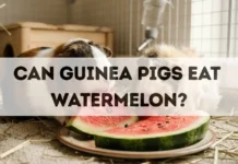Can Guinea Pigs Eat Watermelon? can guinea pigs eat watermelon