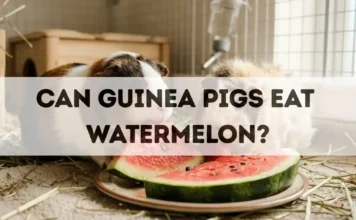 Can Guinea Pigs Eat Watermelon? can guinea pigs eat watermelon