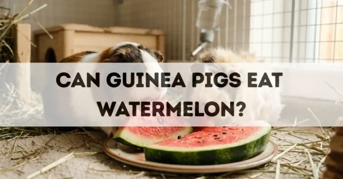can guinea pigs eat watermelon