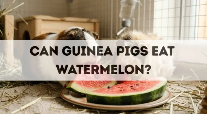 Can Guinea Pigs Eat Watermelon? can guinea pigs eat watermelon