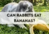 Can Rabbits Eat Bananas? can rabbits eat bananas