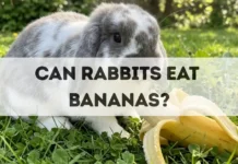 Can Rabbits Eat Bananas? can rabbits eat bananas