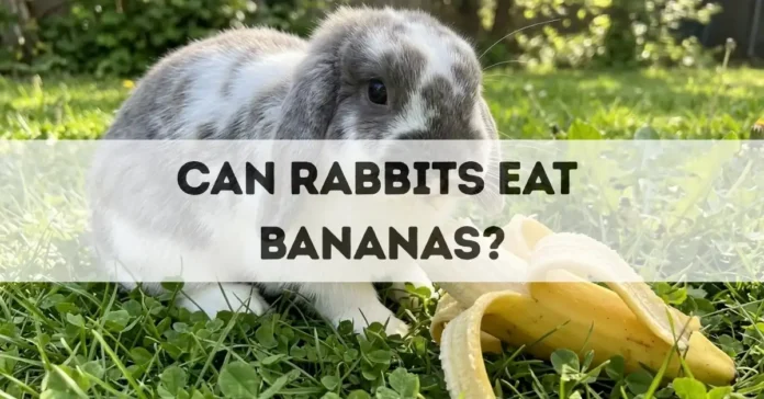 can rabbits eat bananas