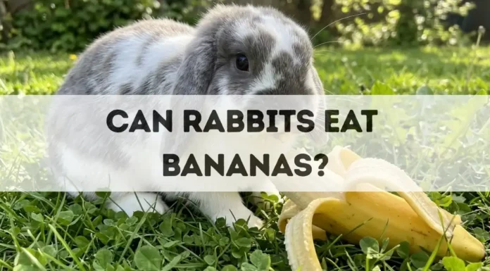 Can Rabbits Eat Bananas? can rabbits eat bananas