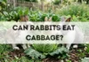 Can Rabbits Eat Cabbage? can rabbits eat cabbage