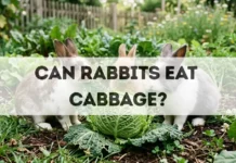 Can Rabbits Eat Cabbage? can rabbits eat cabbage