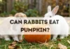 Can Rabbits Eat Pumpkin? can rabbits eat pumpkin