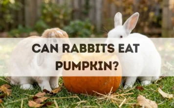 Can Rabbits Eat Pumpkin? can rabbits eat pumpkin