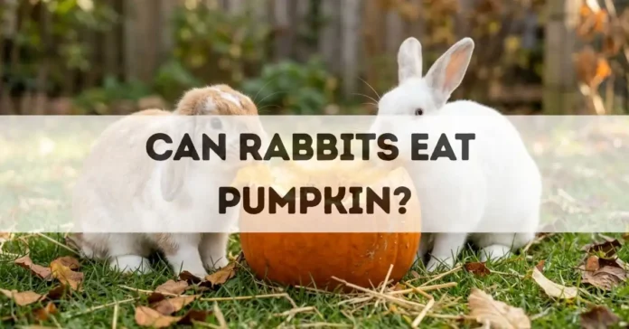 can rabbits eat pumpkin