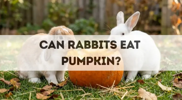 Can Rabbits Eat Pumpkin? can rabbits eat pumpkin