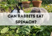 Can Rabbits Eat Spinach? can rabbits eat spinach