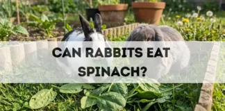 Can Rabbits Eat Spinach? can rabbits eat spinach