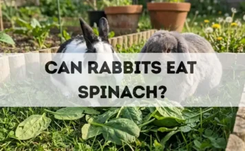 Can Rabbits Eat Spinach? can rabbits eat spinach