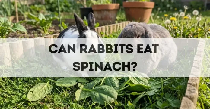 can rabbits eat spinach